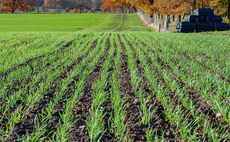 Drill early to get the most out of spring oats