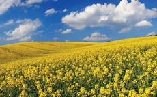 Oilseed prices soften but no signs of a tumble