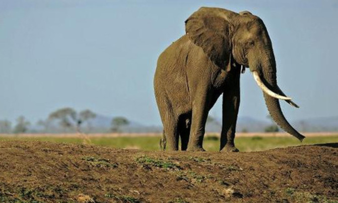 Deadly Tanzania anti-poaching helicopter crash Deadly Tanzania anti-poaching helicopter crash