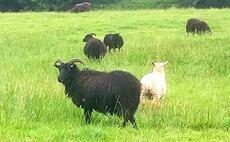 Police appeal following theft of 135 sheep