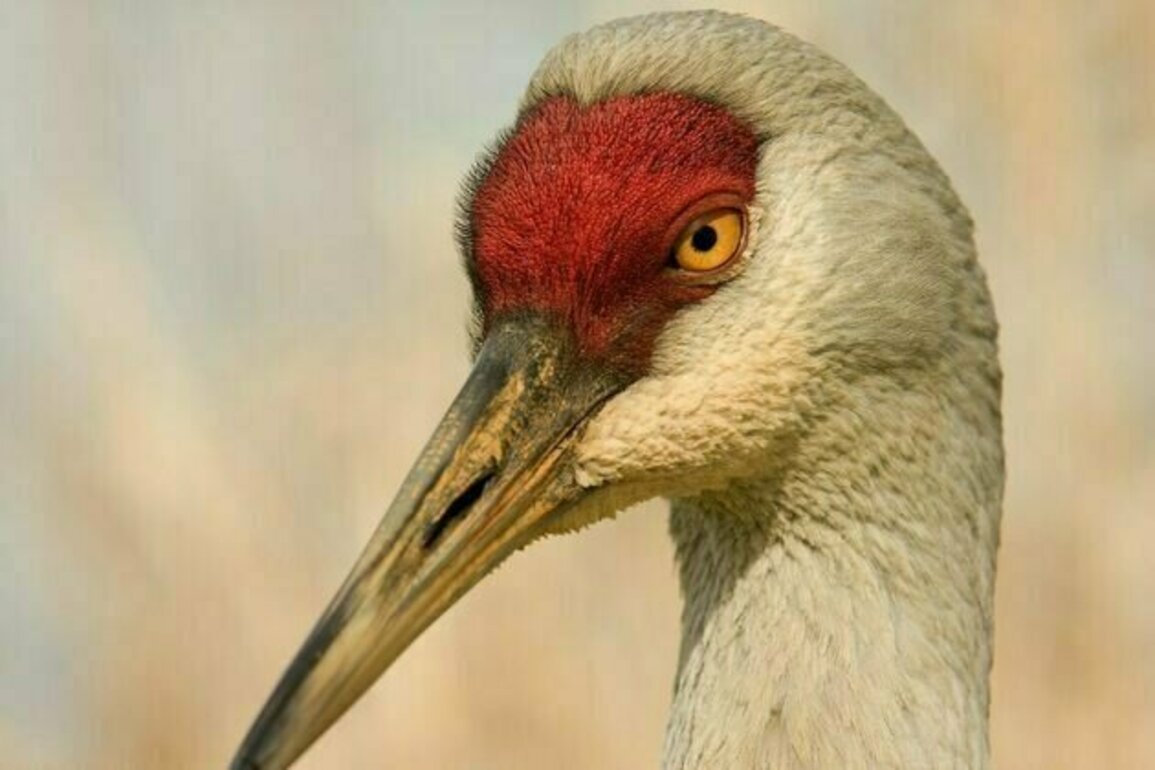 The surprising recovery of once-rare birds