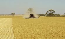 Wet week frustrates WA farmers