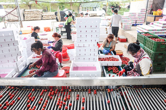 (HainanOutlook)CHINA-HAINAN-DING'AN-CHERRY TOMATO-HARVEST (CN)