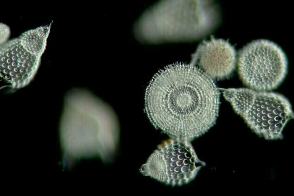 Plankton can investigate crime, affect the climate and influence science