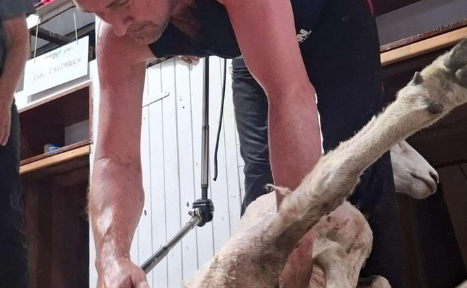 Scottish sheep shearer finds success in New Zealand