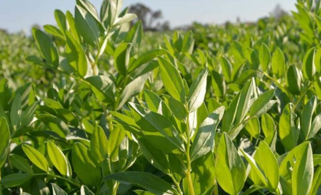 The GRDC has announced a renewed approach to its national Faba Bean Breeding Program. Photo courtesy GRDC.