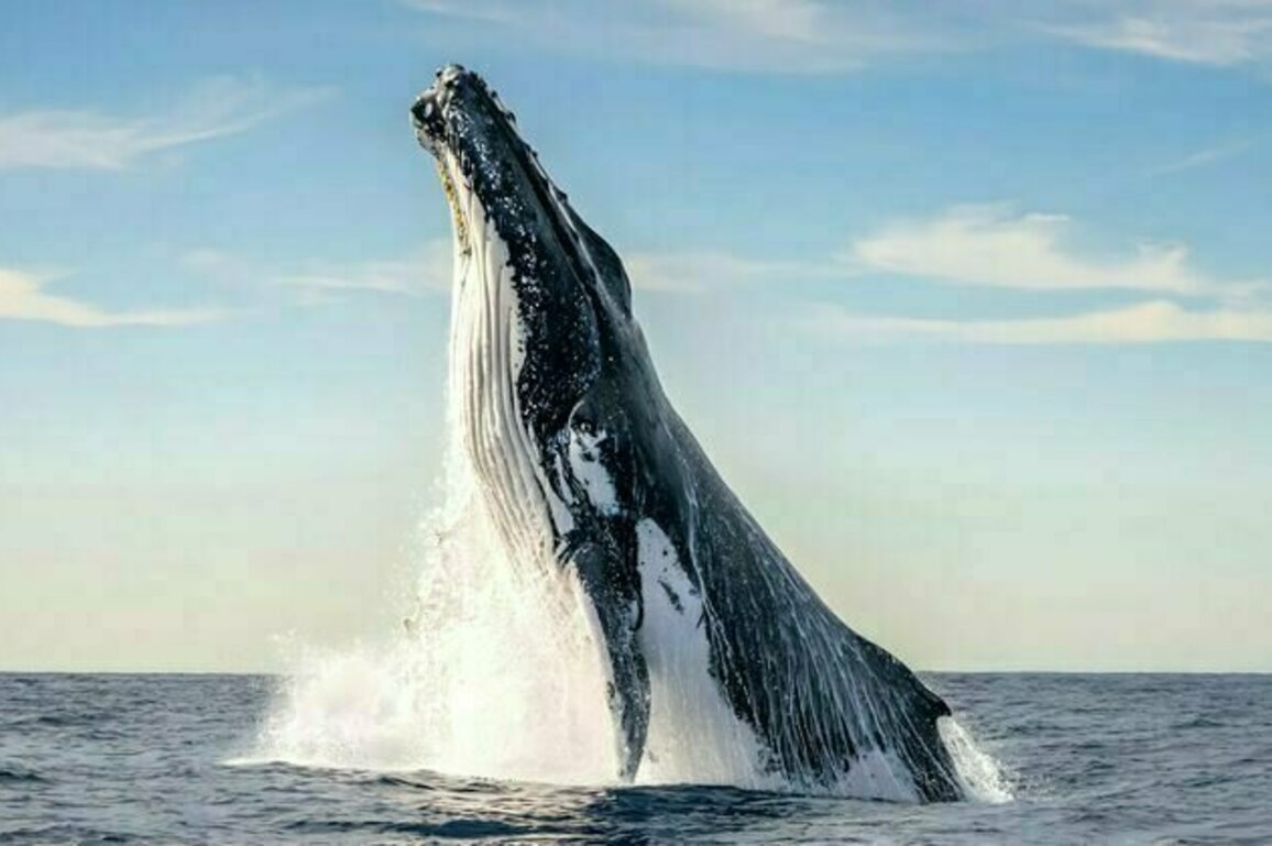 Whales sing when they've had a good meal - new research