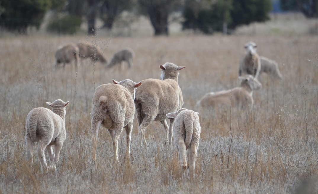 Federal parliament has passed legislation to end the live exports of sheep by sea. Photo: Mark Saunders.