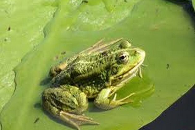 Researchers identify new frog species