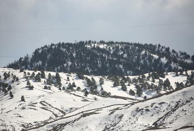 Forestry fuels income, conservation in Afghanistan