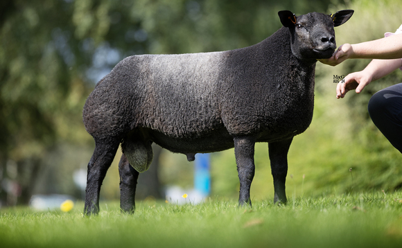 High of 8,000gns for Blue Texels