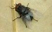 Chilled flies to the rescue in NSW