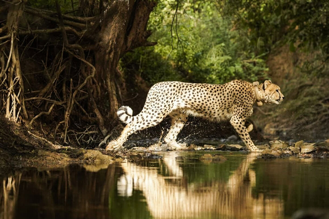 Namibian cheetah Aasha gives birth to five cubs, India's Cheetah count rises to 35