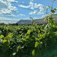 How a devastating grape pest is reshaping vineyards across Colorado's Western Slope