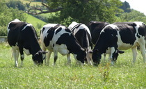 Pembrokeshire and North Wales bovine TB eradication projects extended following success