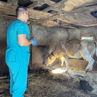 TRKIYE-KIRKLARELI-FOOT-AND-MOUTH DISEASE-OUTBREAK