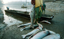 Dead fish in the Tisza ... the Baia Mare disaster in 2000 wasn't considered by Macquarie (photo: Karnok Csaba)