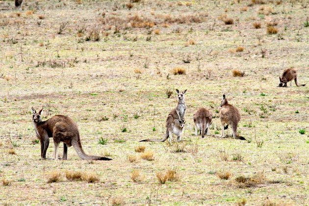 The social lives of kangaroos are more complex than we thought