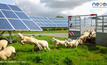  Sheep at a Neoen solar Farm