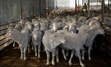 RSPCA has been granted access to old live export footage. Credit: Tom Dawkins, Australian Live Exporters Council.