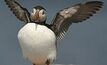 Puffin ready for take-off: AED