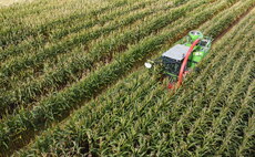 Improving maize crop performance