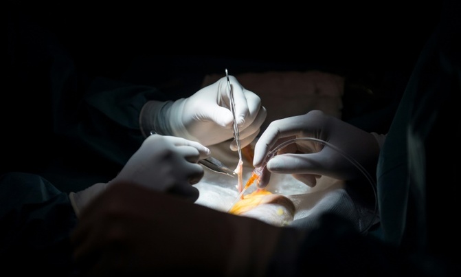 Canadian team reports success in transplanting hepatitis C organs Canadian team reports success in transplanting hepatitis C organs