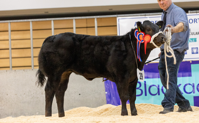 Top price heifer from J.S. Baillie