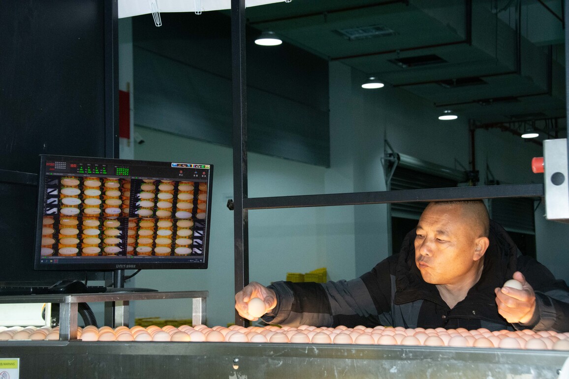 CHINA-HUNAN-YONGZHOU-FARMS FOR EGG-LAYING HENS (CN)