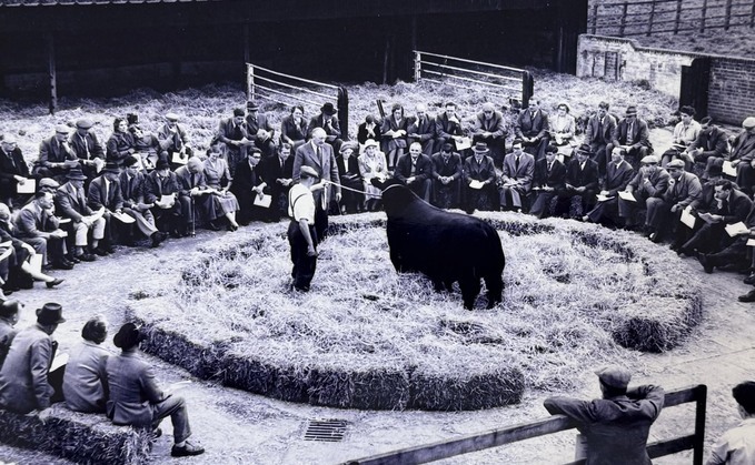 Aberdeen-Angus breed looks to the future as it reflects on major milestone