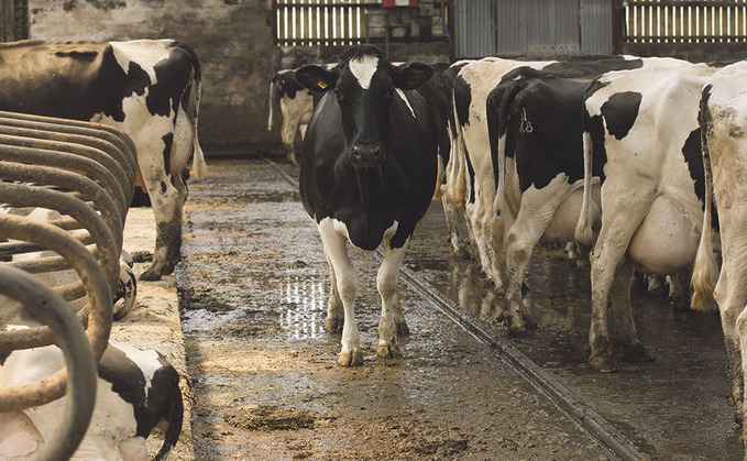 Report shows health and milk quality gains in UK dairy herds