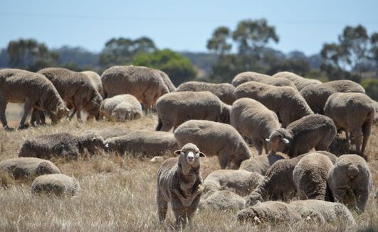 A coordinated effort is required to grow the WA sheep industry. 