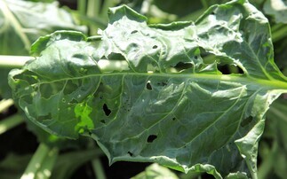 Beet moth demands proactive management this spring