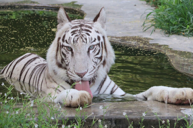 14 countries confirm participation for International Big Cat Alliance Summit 2026 in India: Sources