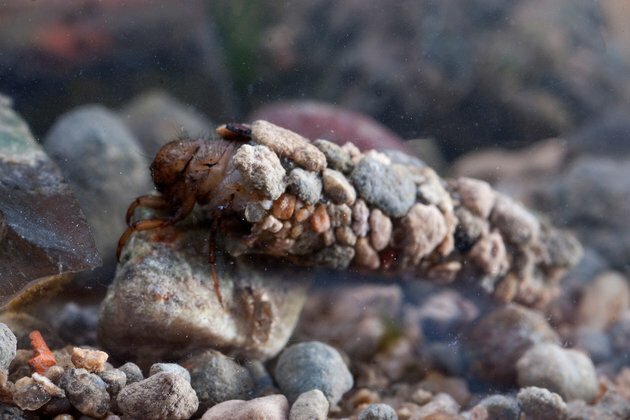 How tiny creatures are reshaping the very rivers they live in