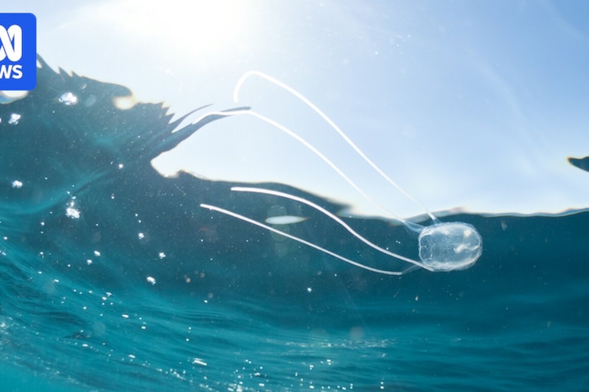 Warning issued as Irukandji jellyfish sting two swimmers in northern WA