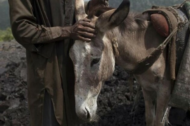 Pakistan: 1000 kg of unhygienic donkey meat seized in Islamabad