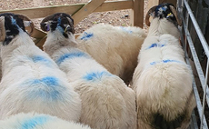 79 sheep worth thousands of pounds stolen from moorland 