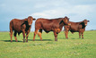 Bright future for northern Australian beef