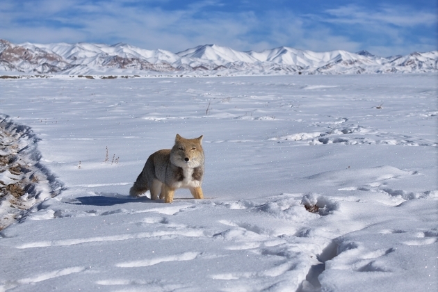 Chinese scientists inject AI power to advance understanding on snow cover