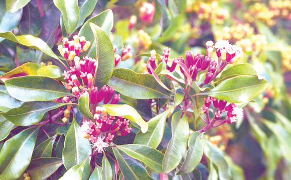 Kasumaali (clove) amulisizza Kasumaali (clove) amulisizza