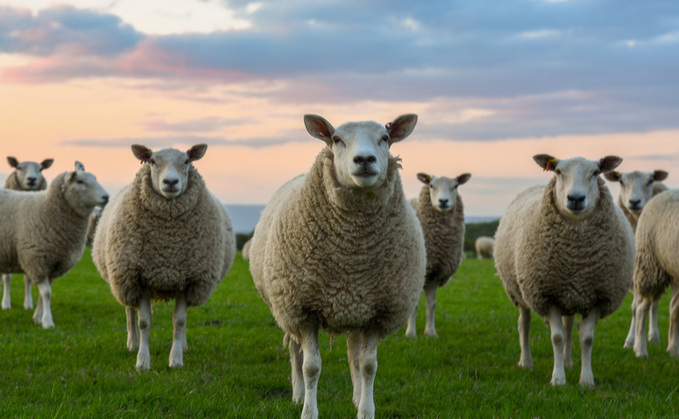 British lamb's grass-fed image will appeal to US consumers