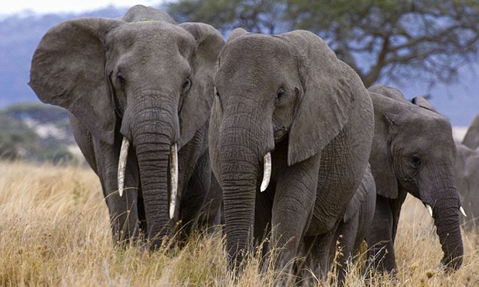 Elephants in Tanzania reserve could be wiped out by 2022 Elephants in Tanzania reserve could be wiped out by 2022