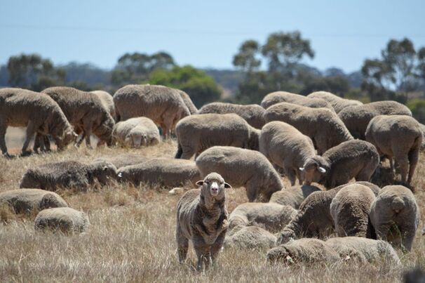 A coordinated effort is required to grow the WA sheep industry. 