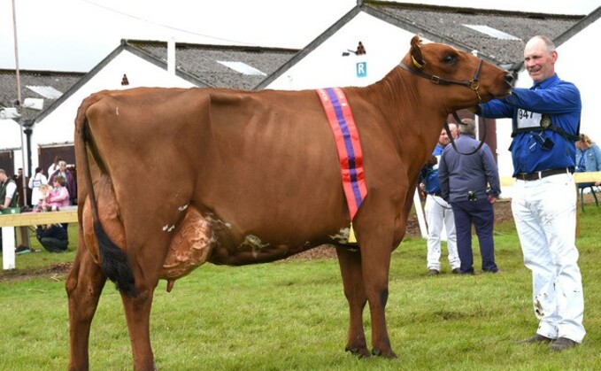 Inter-breed dairy and Ayrshire champion Swaites Bracken 19, from the Adamson family, Ayrshire.