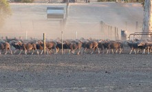  Good laneway systems that enable sheep to be moved calmly between yards and paddocks allows good stock handling. Image: Jill Griffiths