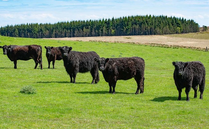 Galloways fit sustainable farming brief