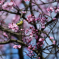 POLAND-WARSAW-CHERRY BLOSSOM-SPRING SCENERY