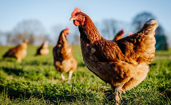 Government announces GB-wide Avian Influenza Prevention Zone