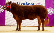 LiveScot cattle champion sells for 6,600